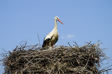 Stork's nest, natural stork's nest, puppies and stork's nest, stork pictures on the roof,
