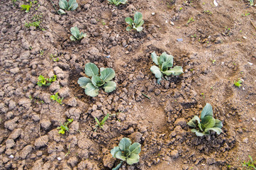 White cabbage planted in the garden, pictures of cabbage plants
