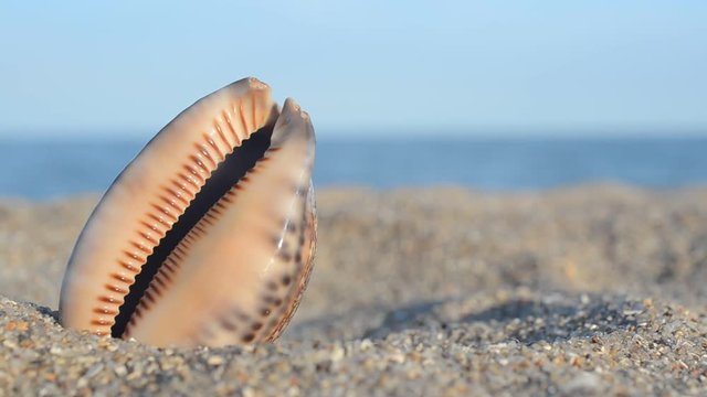 Sea cockleshells on the beach.