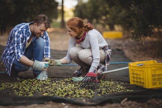 Young couple working at olive farm