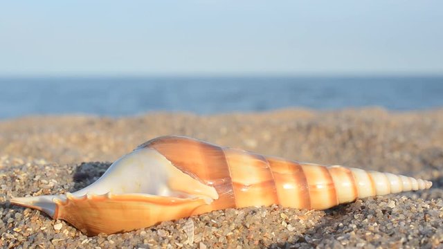 Sea cockleshells on the beach.