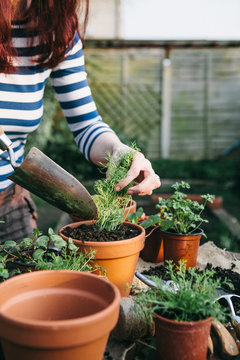 planting spring herbs into terracotta pots