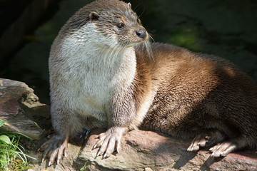 Fischotter (Lutra lutra)