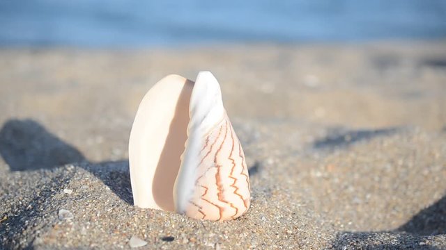Sea cockleshells on the beach.