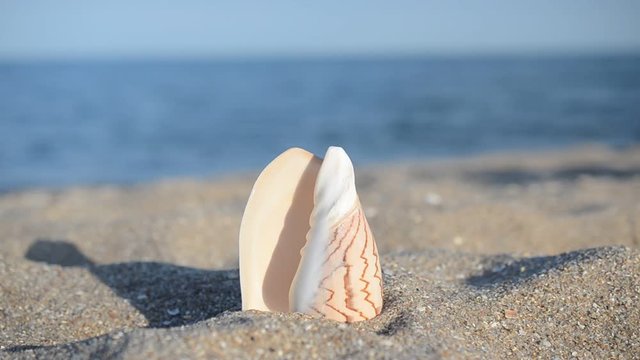 Sea cockleshells on the beach.