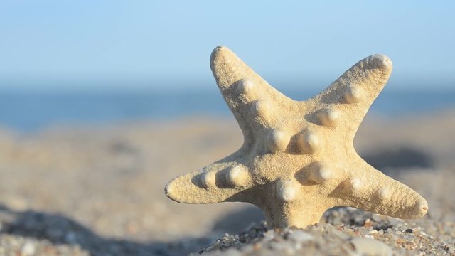 Sea cockleshells on the beach.
