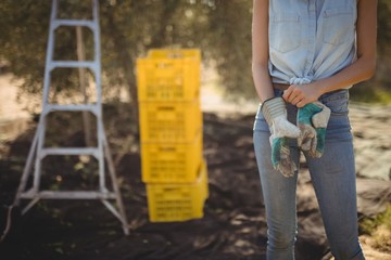 Mid section of woman wearing gloves on field at olive farm