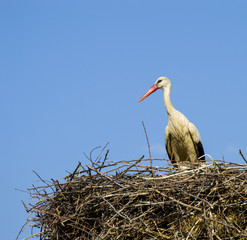 Stork's nest, natural stork's nest, puppies and stork's nest, stork pictures on the roof,
