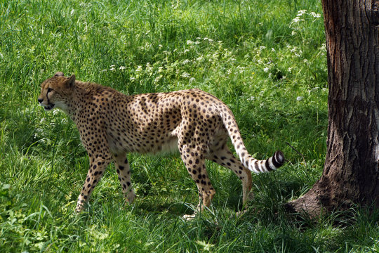 Gepard  (Acinonyx jubatus)