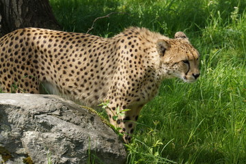 Gepard  (Acinonyx jubatus)