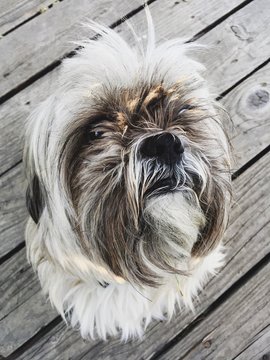 Ridiculously Cute Dog