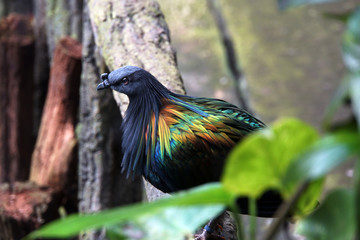 Kragentaube (Caloenas nicobarica)