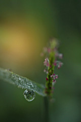 Abstract soft blurred and soft focus the surface texture of the grass leaves with drops of water after the rain,the green copy space background.By the beam light and lens flare effect tone.
