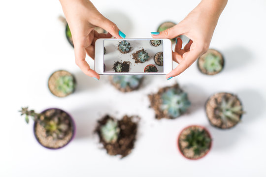 Closeup of hands taking a photo of a group of succulent plants in little pot on a white table 