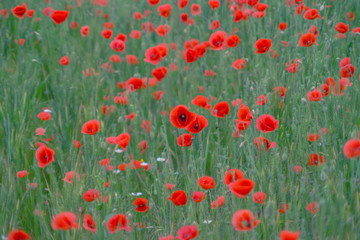 Obraz premium poppy field low contrast blurred vivd image