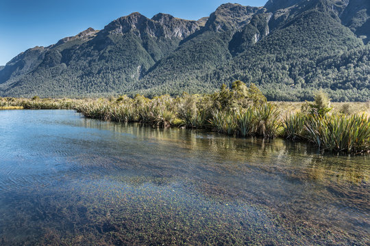 Fiordland National Park, New Zealand - March 16, 2017: Mirror Lake has clear water showing the bottom of the lake with green vegetation on its shore. Dark forested mountains in back under blue sky.