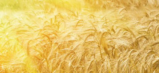 golden barley (agriculture, harvest, industry)