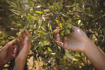 Naklejka na ściany i meble Hands of couple holding olive tree at farm