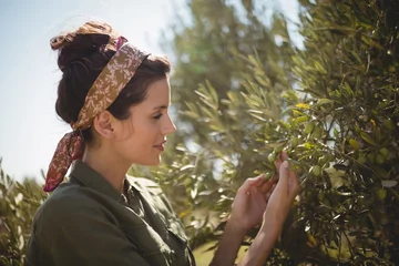 Cercles muraux Olivier Femme tenant un olivier à la ferme aux beaux jours