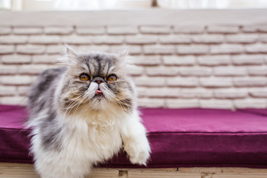 I don't really like you - cranky cat looking at the camera