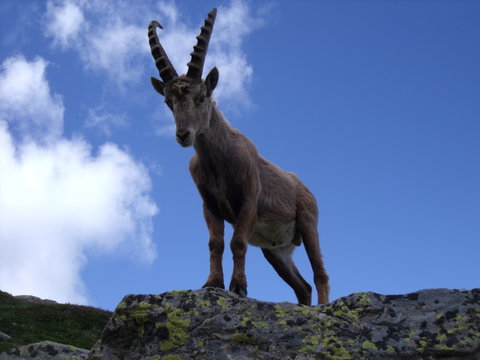 Bouquetin Aiguilles Rouges Alpes