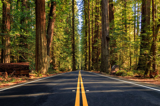 Avenue Of The Giants