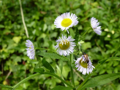 Kleiner Schmalbock auf Berufkraut