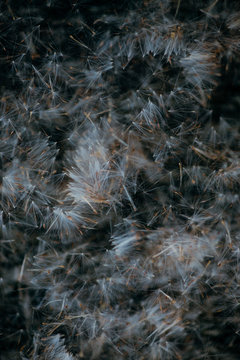 macro details of dried plants