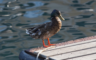 Pato