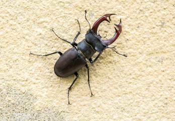 Close up to stagbeetle on the wall,selective focus