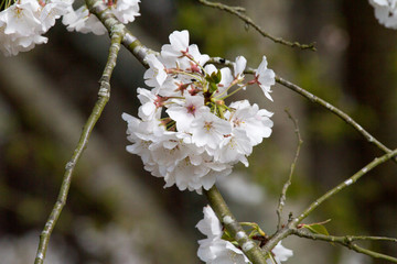 White Blossoms