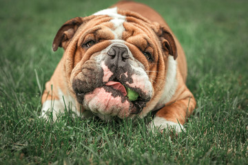 Fototapeta premium Cute face of English bulldog