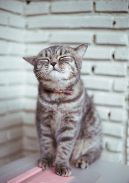 Cute kitten - beautiful kitten sitting on a box