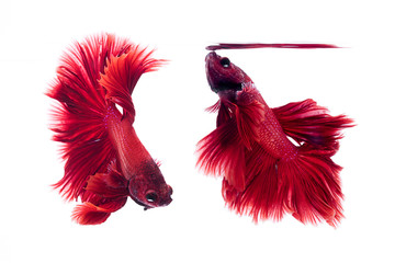 Red Siamese fighting fish, Betta on isolated white background