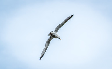 Wildlife