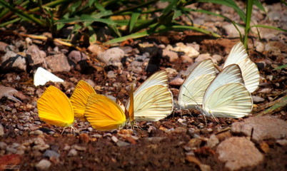 Mariposas (Lepidoptera: Pieridae)