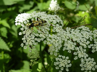 Gefleckter Schmalbock und Gierschblüte