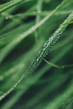 Dew drops on grass