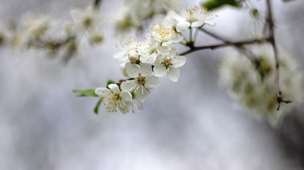 Spring flowers blooming in April and May on lawns, bushes and trees in the city park
