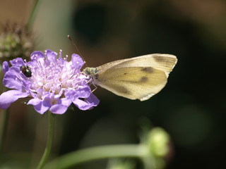 Butterfly on Flower I