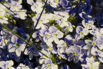 Veronica filiformis Slender speedwell blooming