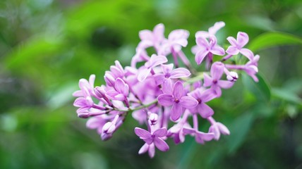 Spring flowers blooming in April and May on lawns, bushes and trees in the city park.