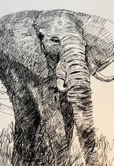 Pen and ink drawing of elephant
