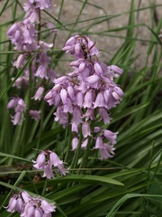 Obraz premium Purple Flowers II