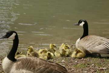 Canadian Geese 