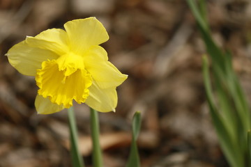Daffodil 