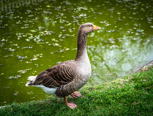 Donal duck