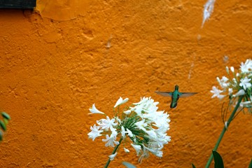 colibrí © roselosfoto