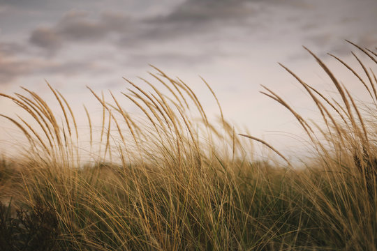 Beach Dune Grass in Autumn Massachusetts