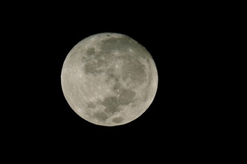 luna © roselosfoto